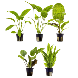 Ten Potted Plants Assorted Echinodorus & Cryptocoryne Plants