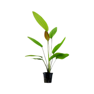 Five Potted Plants Rose Sword Plant Echinodorus Sp