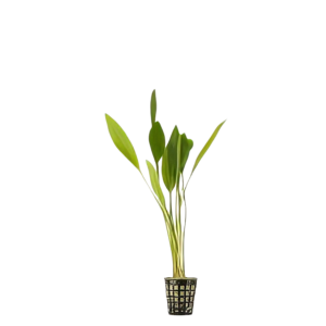 Five Potted Plants Subalatus Sword Plant Echinodorus Subalatus
