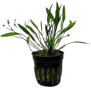 Five Potted Plants Dwarf Chain Sword Plant Echinodorus Quadricostatus