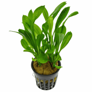 Five Potted Plants Tropica Sword Plant Echinodorus Tropica