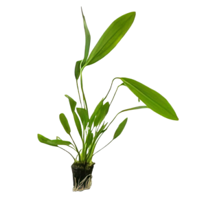 Five Potted Plants Uruguay Sword Plant Echinodorus Uruguyanensis