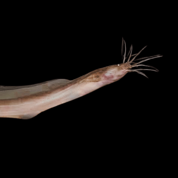 Eel Catfish Channallabes Apus 10cm