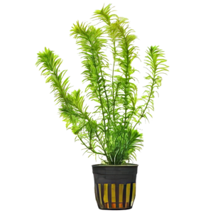 Five Potted Plants Brazilian Waterweed Plant Egeria Densa