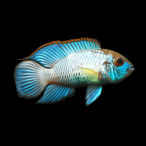 Electric Blue Acara Cichlid Andinoacara Pulcher 5cm