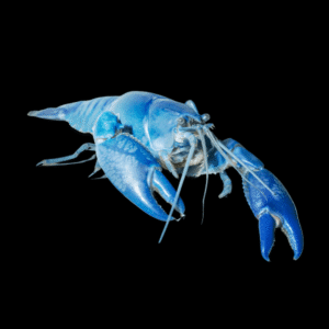 Electric Blue Crayfish Cherax Quadricarinatus 5cm