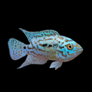 Cichlasoma Octofasciatus Electric Blue Jack Dempsey Cichlid 3cm