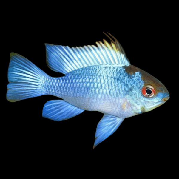 Electric Blue Ram Mikrogeophagus Ramirezi 3cm