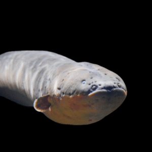 Electric Eel Electrophorus Electricus 15cm