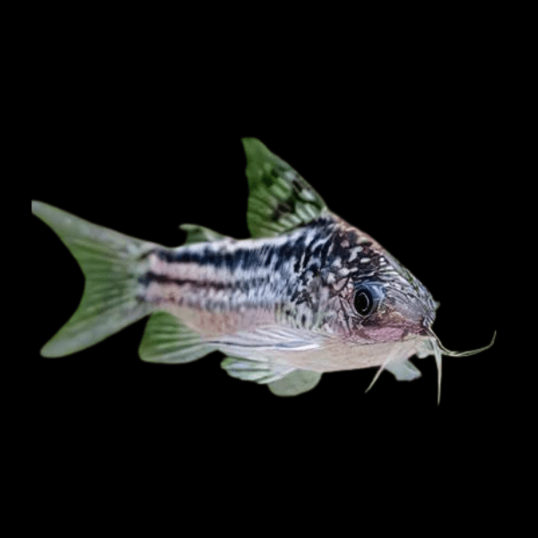 Elegant Corydoras Elegans 3cm Catfish