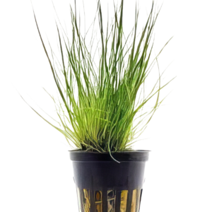 Five Potted Plants Dwarf Hairgrass Plant Eleocharis Acicularis