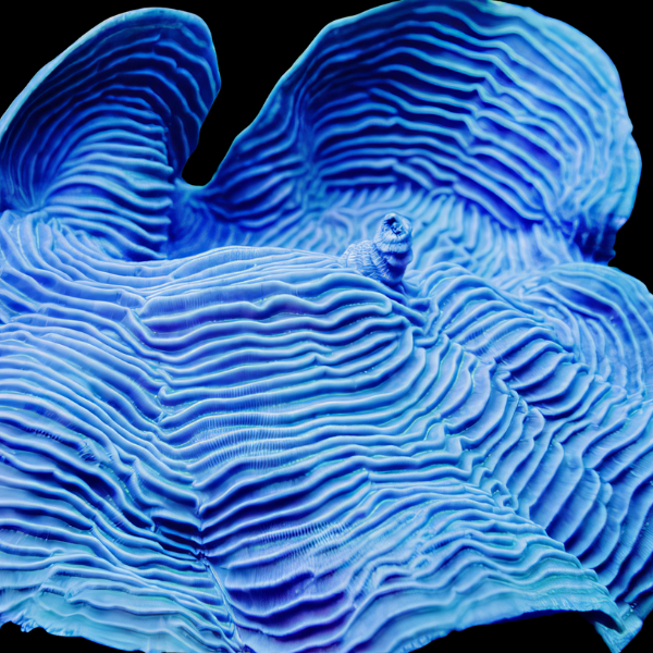 Elephant Skin Hard Coral Pachyseria Sp