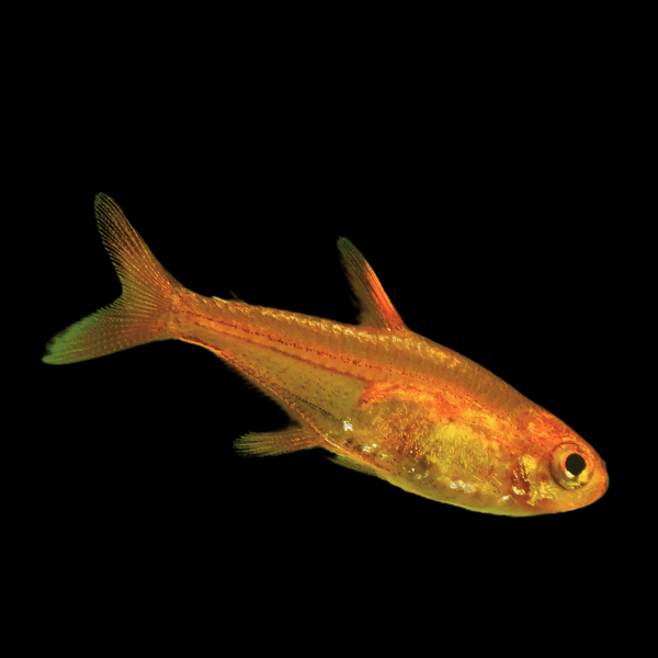 Ember Fire Tetra Hyphessobrycon Amandae 2cm