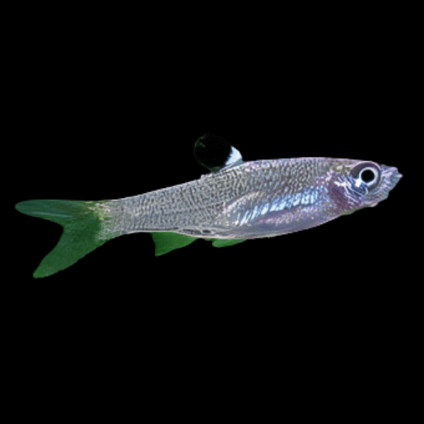 Emerald Eye Rasbora Brevibora Dorsiocellata 2cm