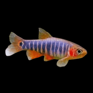 Dwarf Emerald rasbora Danio Erythromicron 2cm