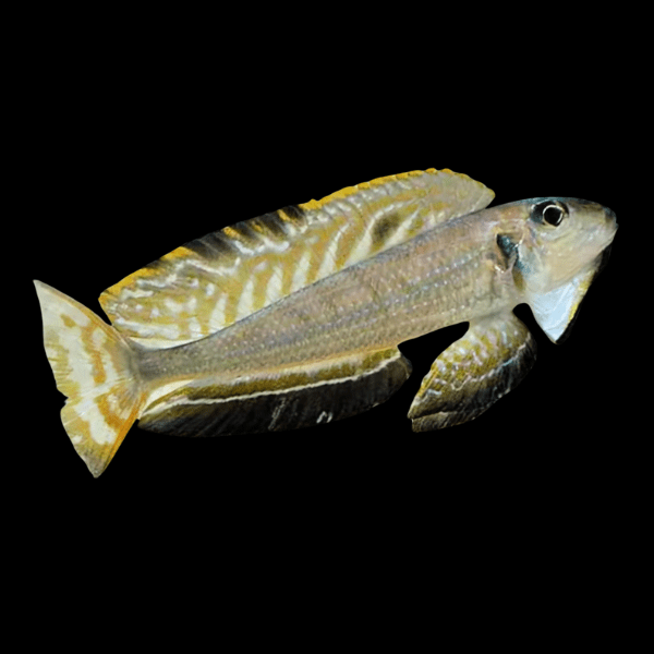 Black Chinned Xenotilapia Enantiopus Melanogenys Kasanga 8cm