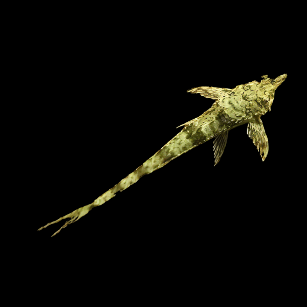 Fallax Whiptail Rineloricaria Fallax Sp 10cm