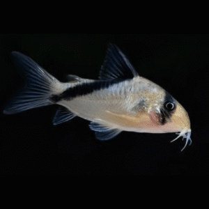 False Bandit Corydoras Melini 4cm Catfish