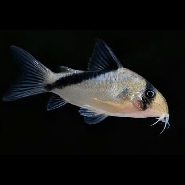 False Bandit Corydoras Melini 4cm Catfish