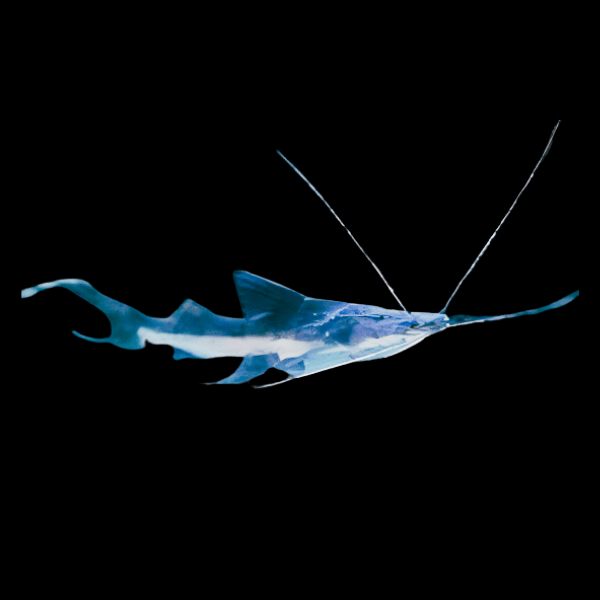 False Tigrinus Slobbering Catfish Goslinia Platynema 12cm