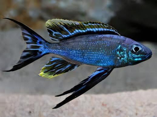 Featherfin Cichlid Cyathopharynx Furcifer 4cm - Image 5