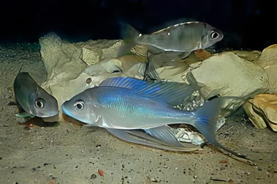 Featherfin Cichlid Cyathopharynx Furcifer 4cm - Image 7