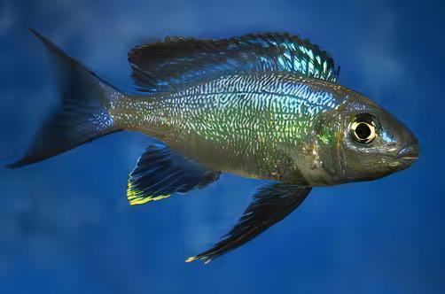 Featherfin Cichlid Cyathopharynx Furcifer 4cm - Image 6