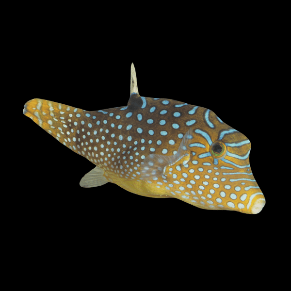 Fiji Blue Spotted Pufferfish Canthigaster Solandri