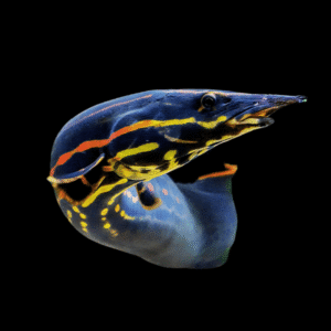 Fire Eel Mastacembelus Erythrotaenia