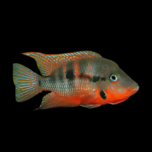 Firemouth Cichlid Thorichthys Meeki 4cm