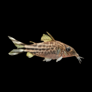 Flagtail Banner Tail Corydoras Robineae 4cm Catfish