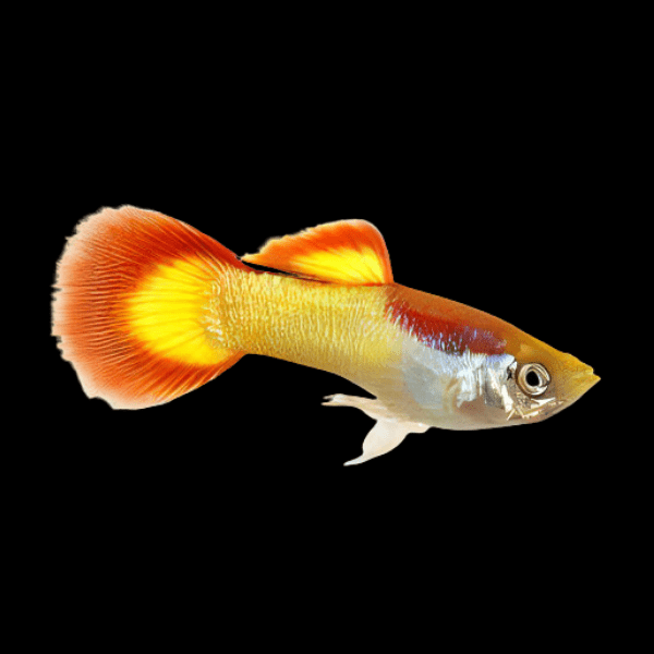 Flame Male Guppy Poecilia Reticulata 3cm