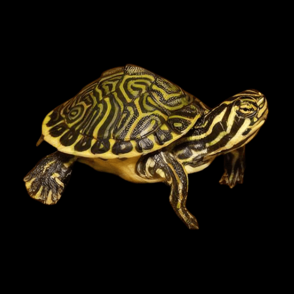 Florida Cooter Turtle Pseudemys Floridana Juvenile 5cm