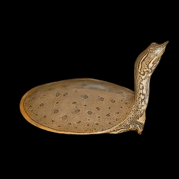 Florida Spiny Soft Shell Turtle Apalone Ferox Species Juvenile 5cm