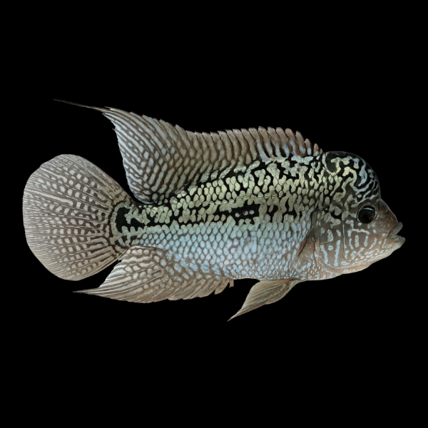 Flowerhorn Cichlid Dark Star 8cm Sub Adult Male