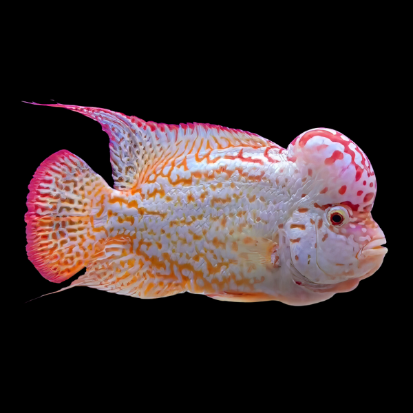 Flowerhorn Cichlid Platinum Golden Base 8cm Sub Adult Male