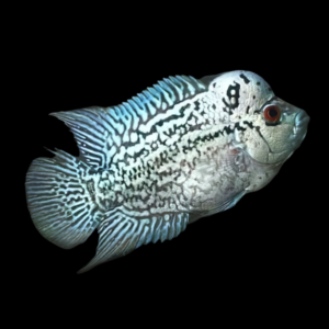 Flowerhorn Cichlid Platinum Kamfa 8cm Sub Adult Male