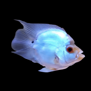 Flowerhorn Cichlid Short Body Thai Silk 5cm Juvenile Male