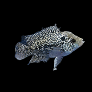 Flowerhorn Cichlid Super Kamfa Malau 5cm Juvenile Male