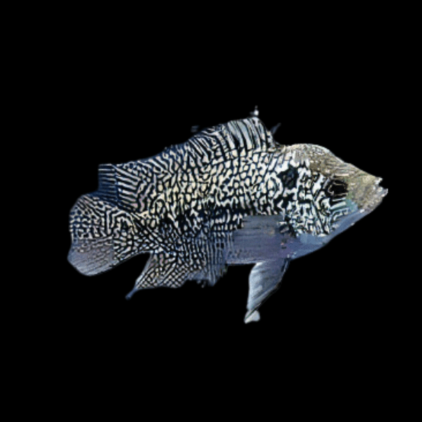 Flowerhorn Cichlid Super Kamfa Malau 5cm Juvenile Male