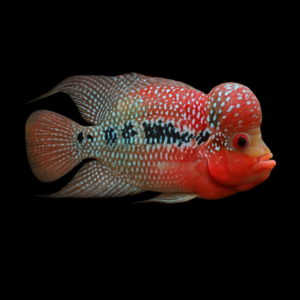 Flowerhorn Cichlid Super Kamfa Malau 8cm Sub Adult Male