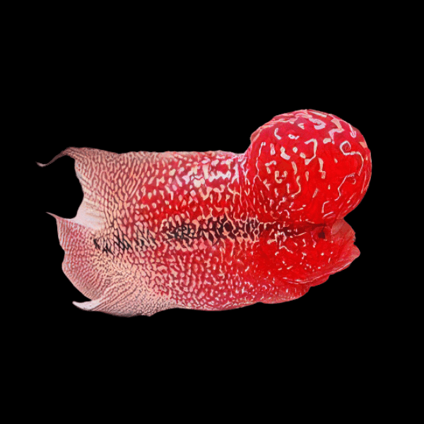 Flowerhorn Cichlid Super Red Magma Grade AA 20cm Show Adult Male