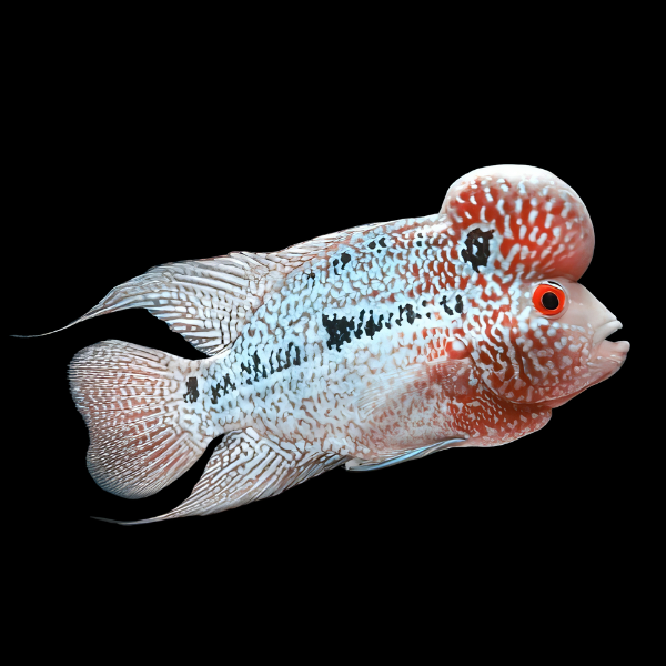 Flowerhorn Cichlid Super Red Star 8cm Sub Adult Male