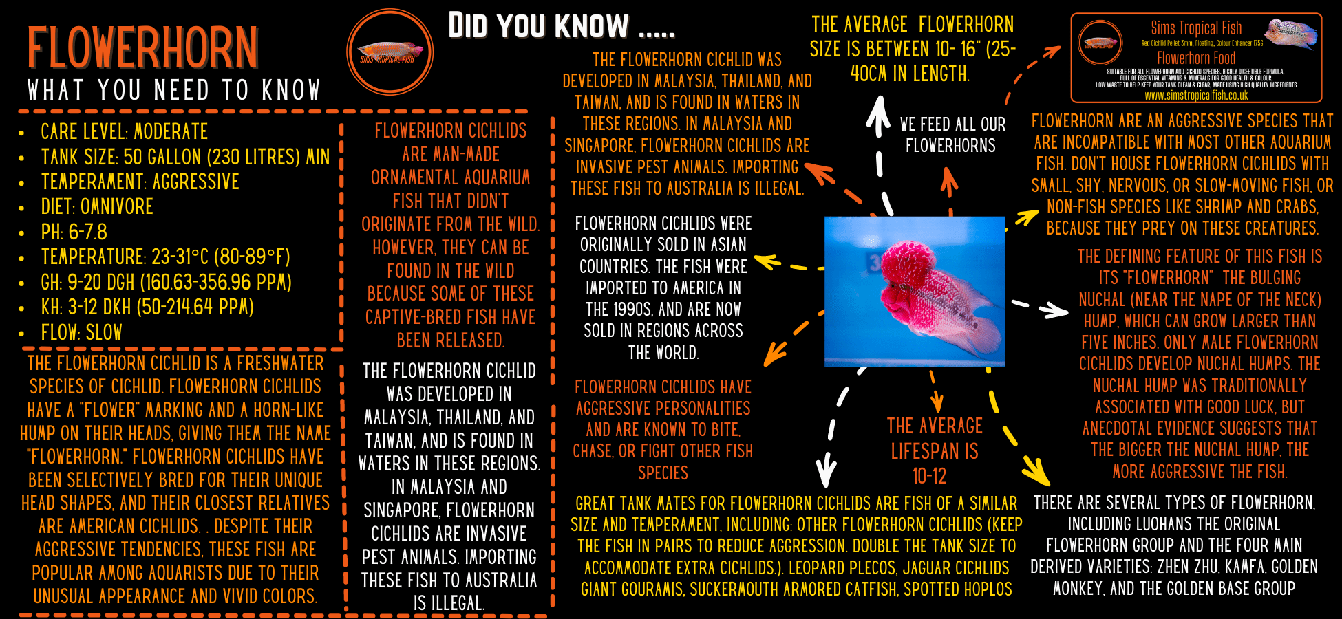 Full Pearl Super Red Flowerhorn Grade A 12cm Male - Image 3
