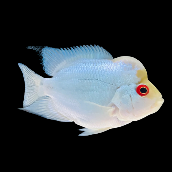 Flowerhorn Cichlid White Angel 8cm Sub Adult Male