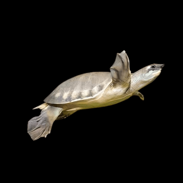 Fly River Turtle Carettochelys Insculpta