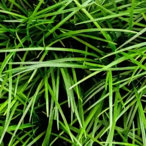 Five Bunched Plants Fountain Plant Ophiopogon Japonice