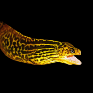 Freshwater Leopard Moray Eel Gymnothoraxs Polyuranodon
