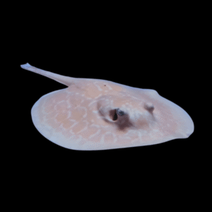 Freshwater Red Ruby Hybrid Albino Stingray Potamotrygon Jabuti 20cm