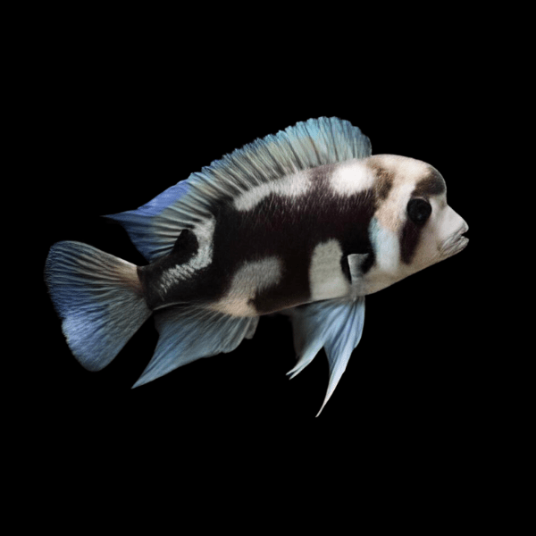 Cyphotilapia Frontosa Black Widow 3cm